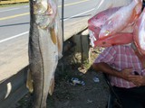 Yes that is a snook on the side of the road for sale, better not try that in the U.S.A.