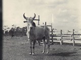 Bull On Crews Ranch Around 1941