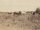 Cows On Crews Ranch Around 1941