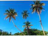 When You Do Not Have Light Poles: Use Coconut Palm Trees.