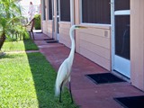 Even the birds are sociable in Sunny Florida.