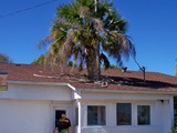 Ever see a tree growing out of a building?