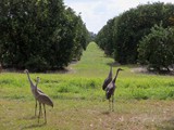 This is the real Florida! Can you see the deer peeking out from the orange tree?
This was right outside my door.